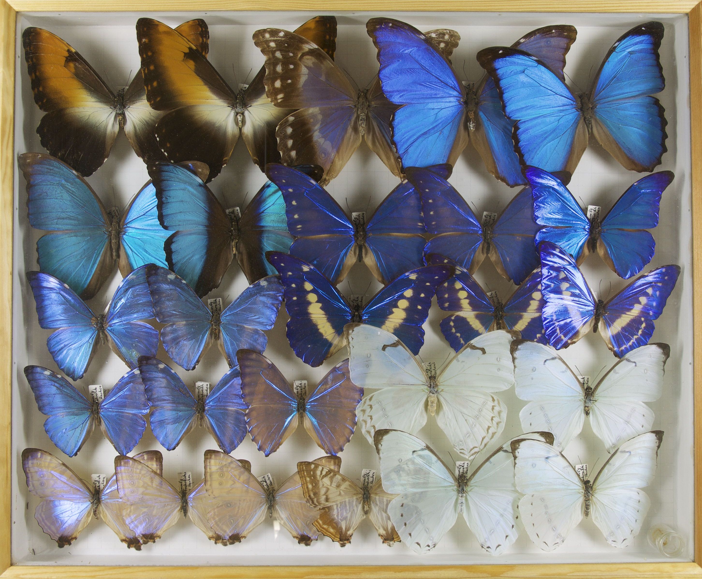 01 Schmetterlinge Sammlung Froreich_Foto_Uni Jena
