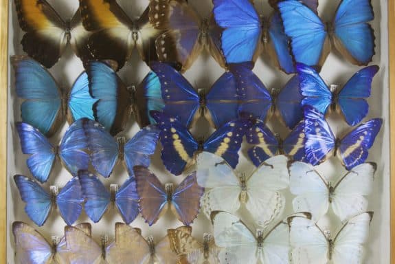 Schmetterlinge aus der Sammlung Froreich (Foto: Uni Jena)