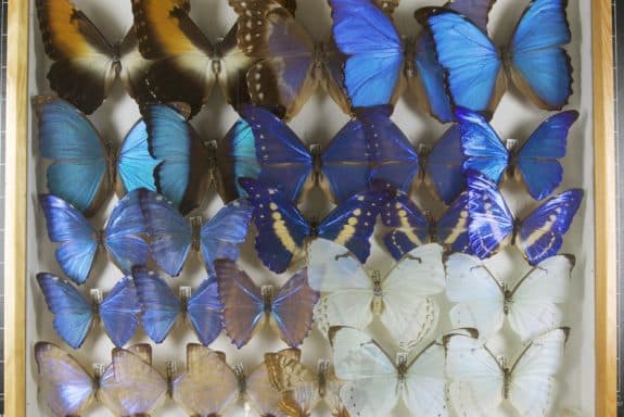 Schmetterlinge aus der Sammlung Froreich (Foto: Uni Jena)