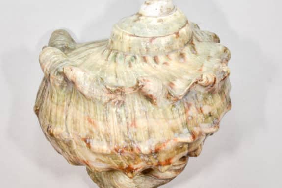 Meeresschnecke Turbo marmoratus (Foto: Hubert Höfer)