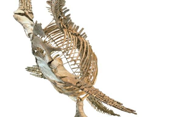 Plesiosaurus (Foto: Uni Bonn)