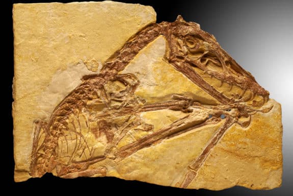 Scaphognathus (Foto: Georg Oleschinski_Uni Bonn)