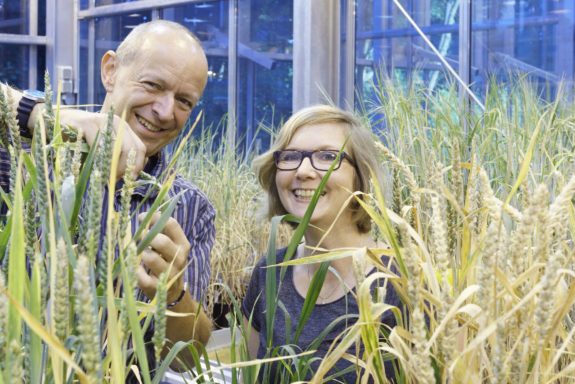 Professor Panstruga und Mitarbeiterin Anja Reinstädler untersuchen Weizen im Gewächshaus. (Foto: Peter Winandy)
