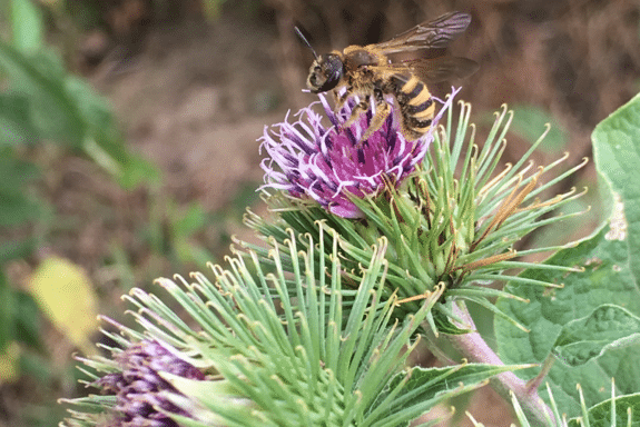 Wildbienen mögen blühende Kletten. / Wild bees love burdock in bloom.