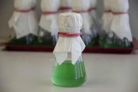 Cyanobakterien_Foto_Moritz_Koch