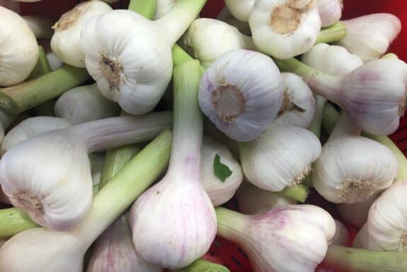 Knoblauch_Stadt Aachen